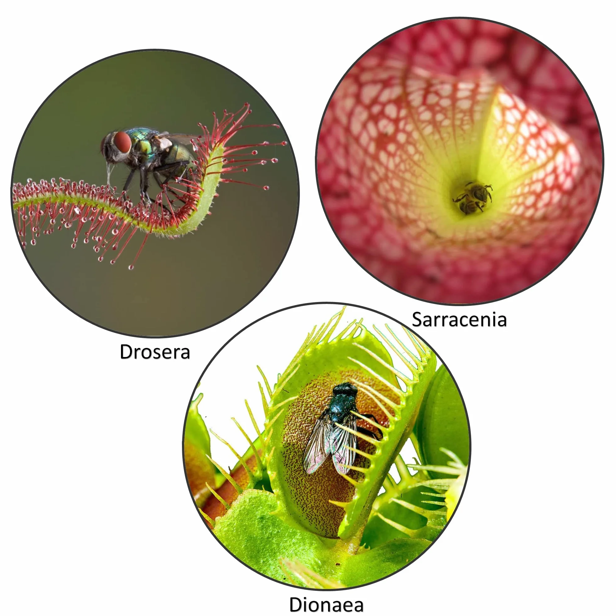 vdvelde․com - Set de 3 Plantas Carnívoras, Venus Atrapamoscas, Sarracenia y Drosera, Ø 9 cm, Altura aprox. 15 cm, Plantas Carnívoras contra Insectos, Fácil Cuidado sin Químicos