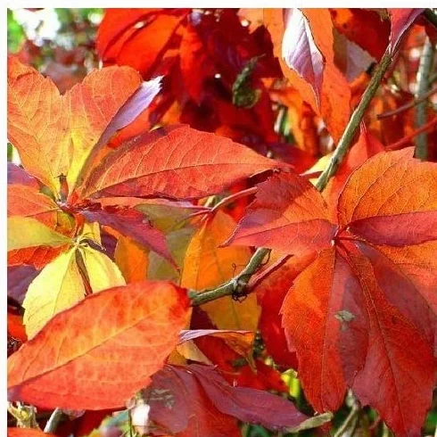 Parthenocissus quinquefolia 'Engelmannii' Roja resistente Maceta 1,5 litros
