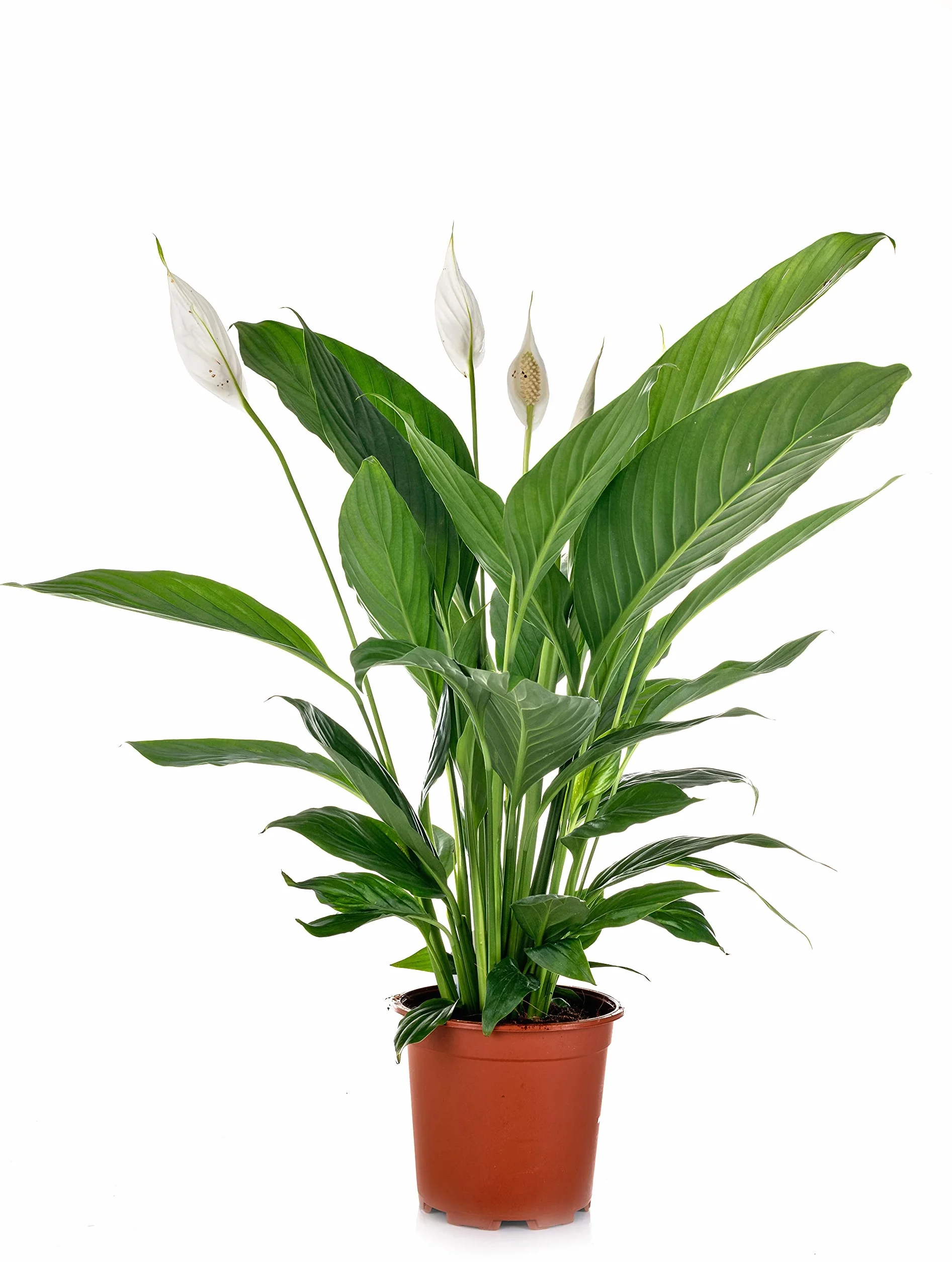 Verdecora Spathiphyllum Lirio de la Paz Espatifilo natural en maceta de Ø13cm Planta purificadora del aire 35cm