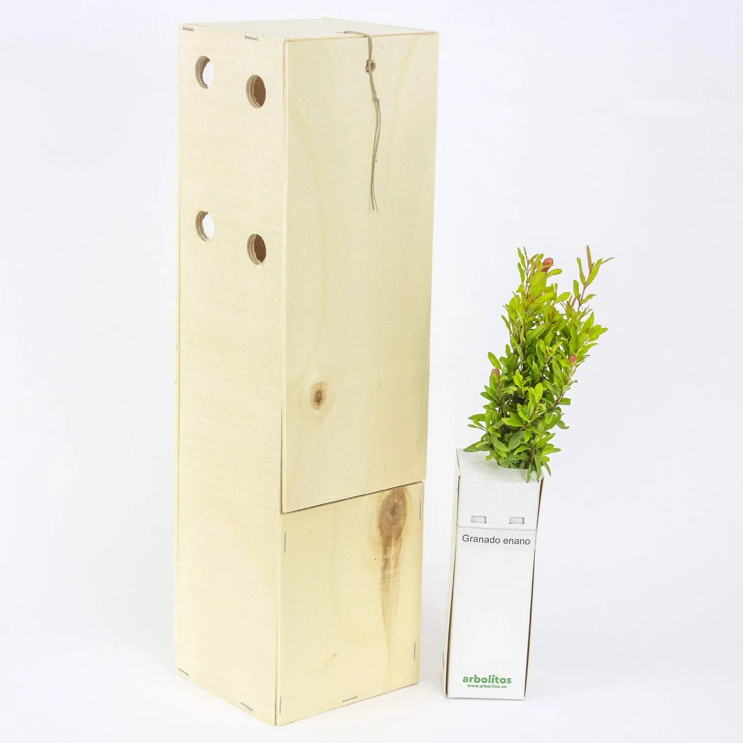 Granado Enano en Caja de Madera - Árbol Pequeño