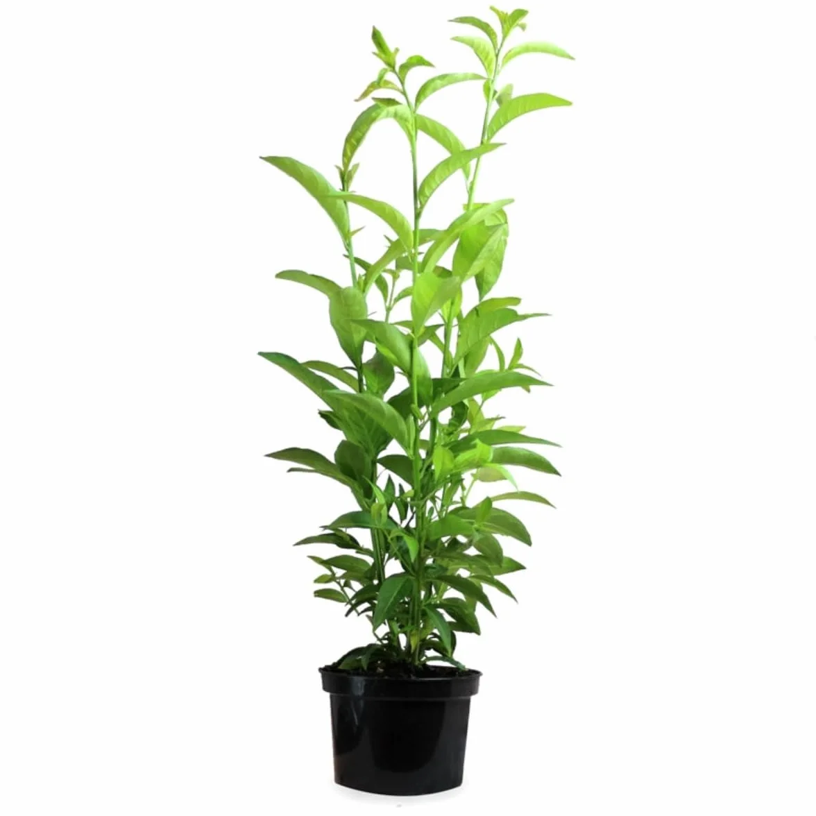 Cestrum nocturnum Galán de Noche Planta exterior maceta 3L Flores Blancas Perfumadas