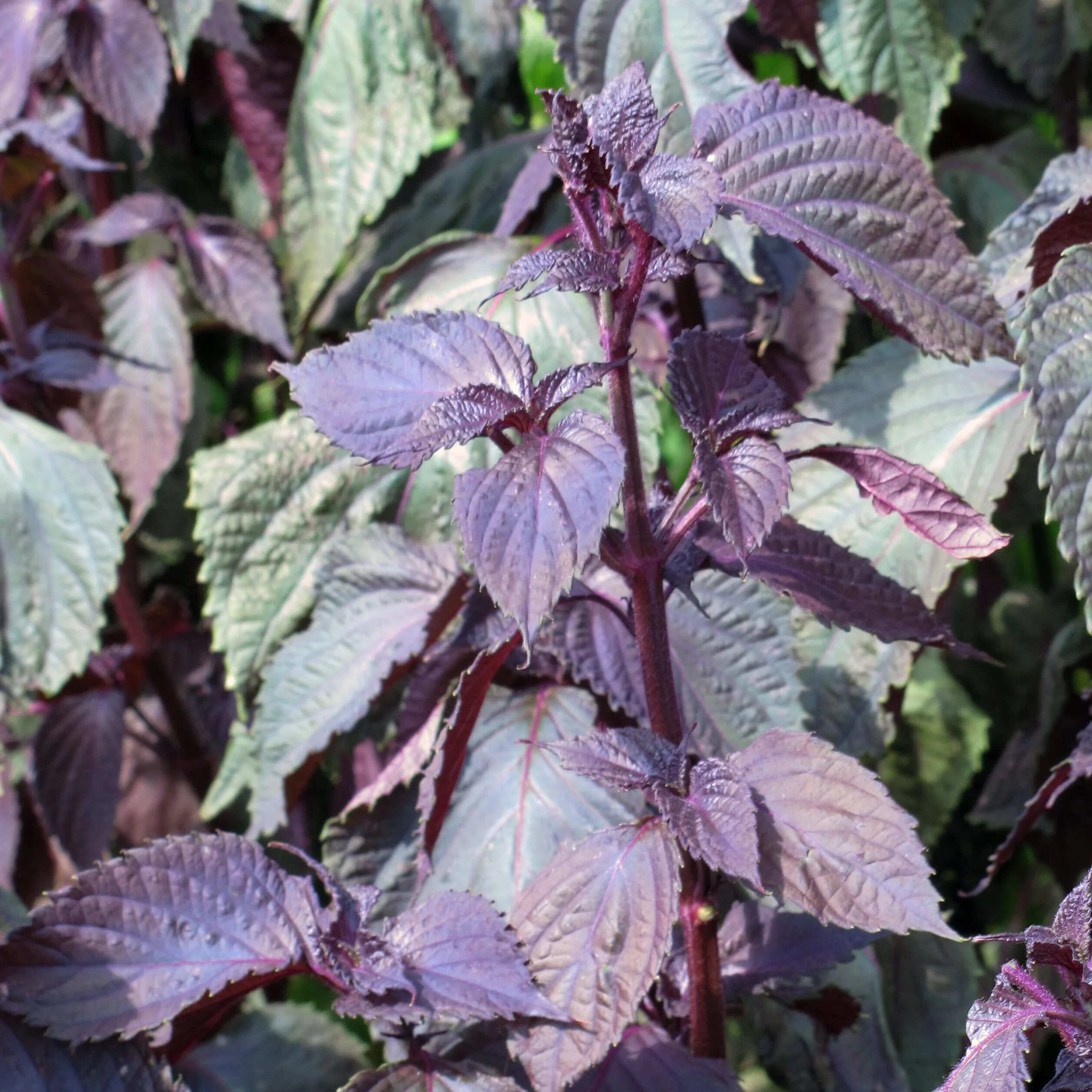 Shiso rojo Perilla frutescens semillas 200