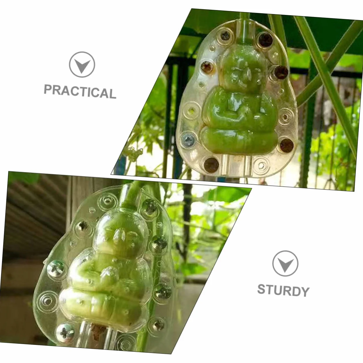 BESPORTBLE 5 piezas Moldes Transparentes Para Frutas Ginseng Jardinería Verduras