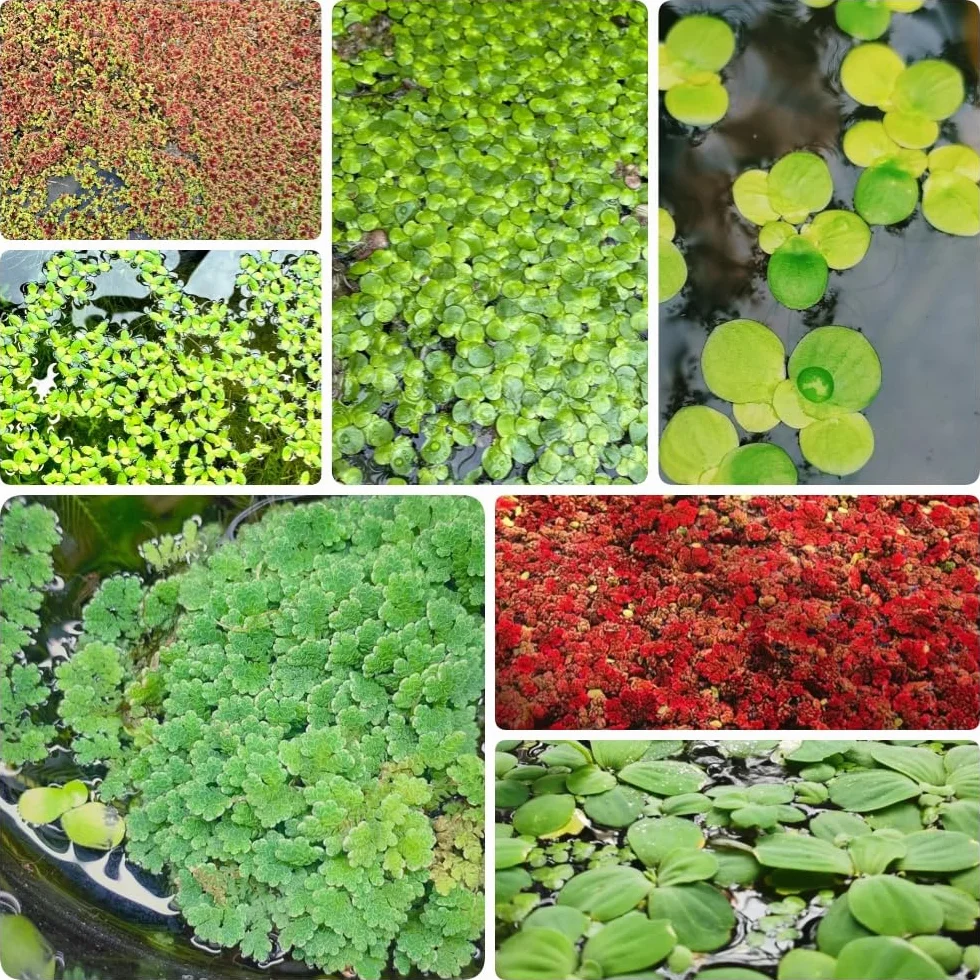 Semillas de lenteja de agua para estanques 500pcs acuáticas variedades antiguas sostenible