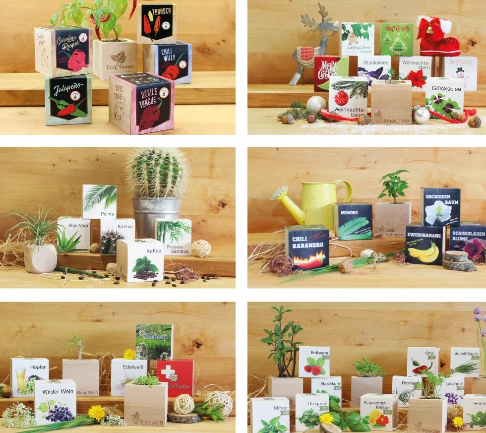 Feel Green Ecocube Forget-Me-Not, set de cultivo sostenible, plantas en cubos de madera, fabricado en Austria