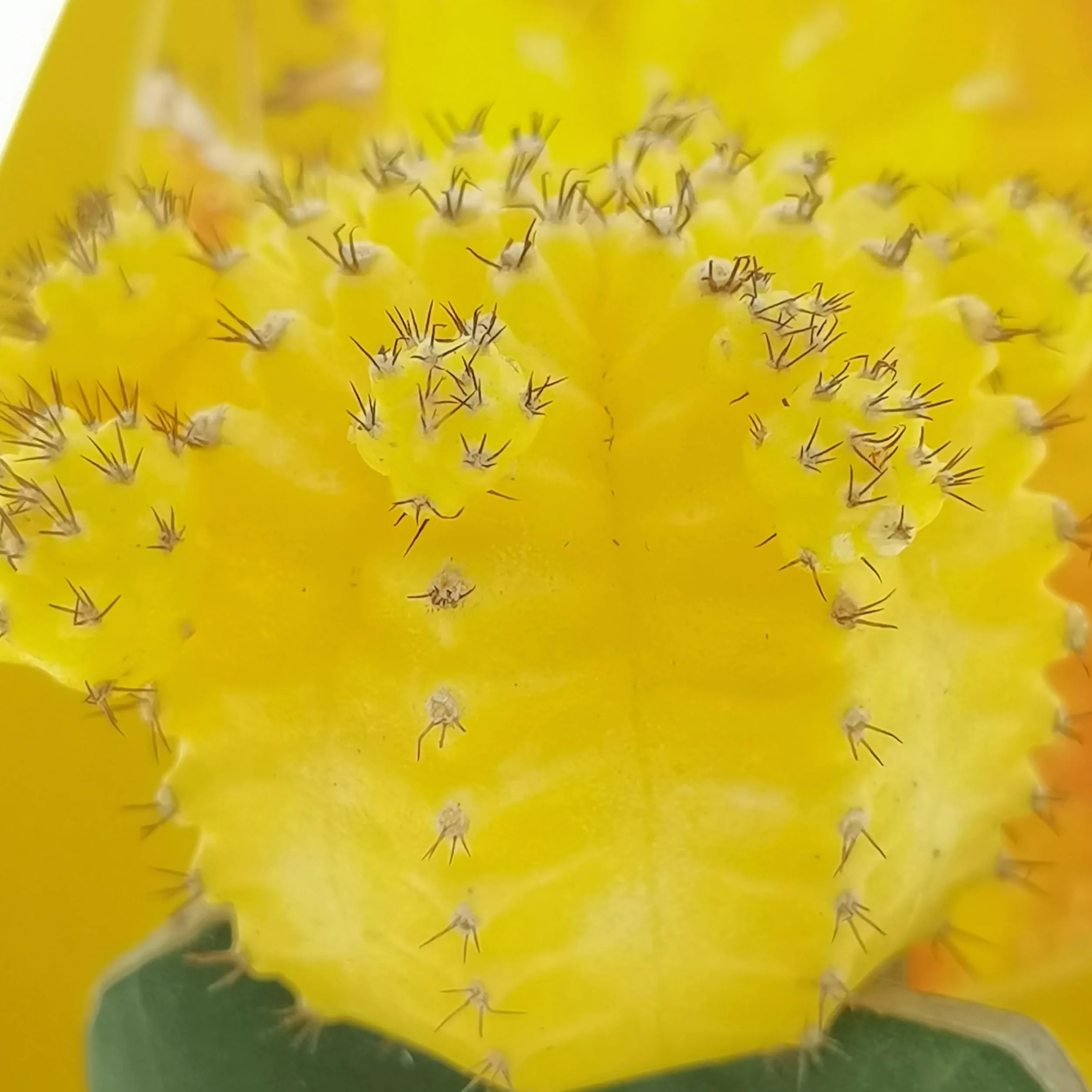Gymnocalycium - Juego de 3 plantas suculentas reales en macetas de 6,5 cm
