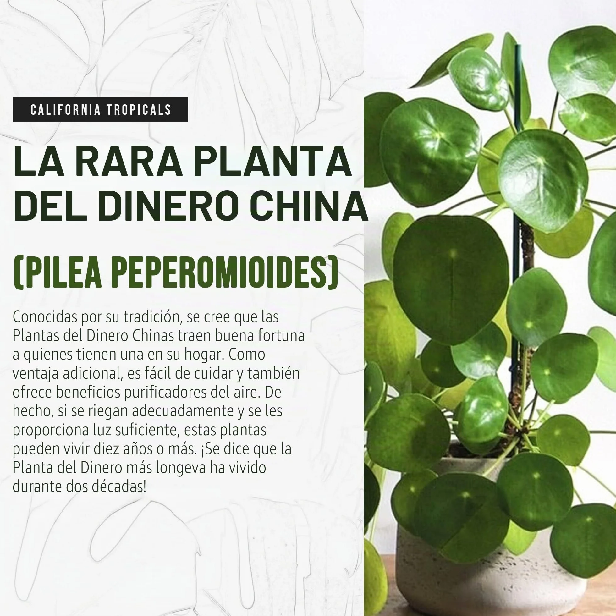 Pilea Peperomioides Planta China del Dinero Rara - Planta Viva de Interior Maceta 10cm