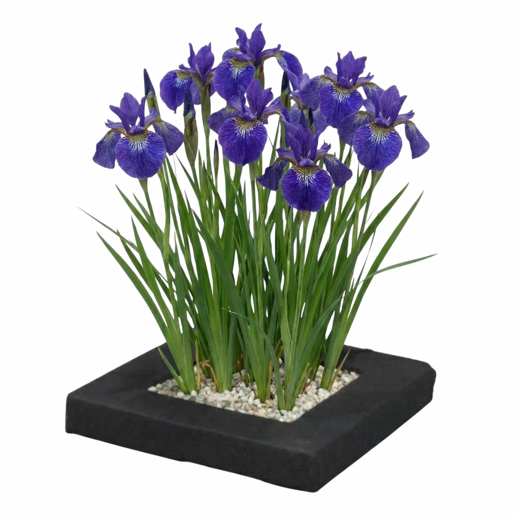 Isla Flotante para Estanque con Iris Azul, Set de Plantas Acuáticas 4x Iris kaempferi, Kit Completo con Cesta, Sustrato y Abono
