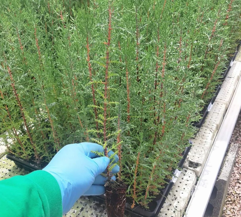 Ciprés Sempervirens 100 Uds (20-40 cm) Planta para Seto Mediterráneo Rápido Crecimiento