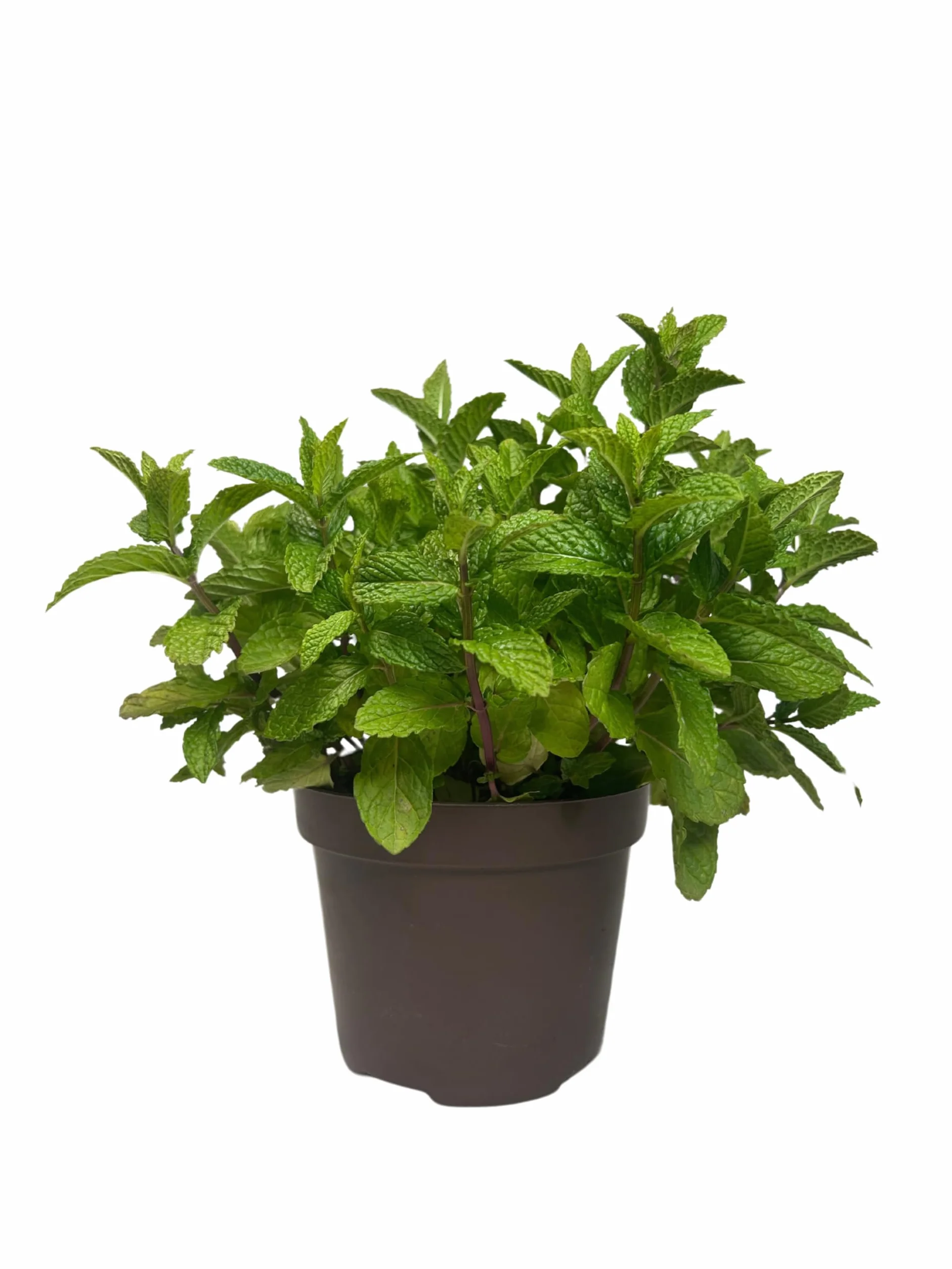 Hierbabuena Planta Natural Exterior Maceta 14 cm Planta Aromática Culinario