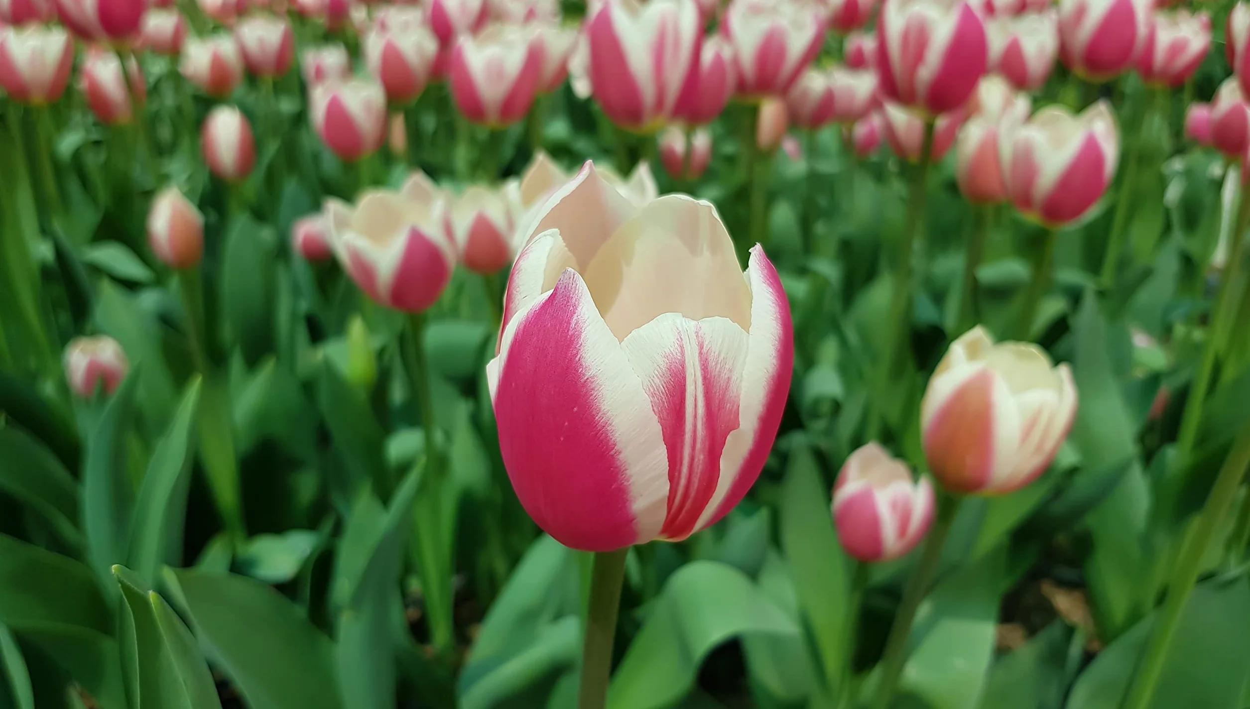 Verdecora Tulipan Mix natural Bulbo de Otoño 20 unidades