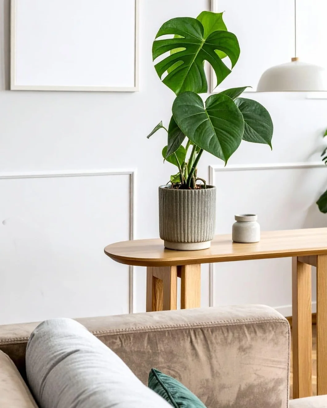Monstera deliciosa Planta natural interior Maceta Ø12 cm Costilla de Adán