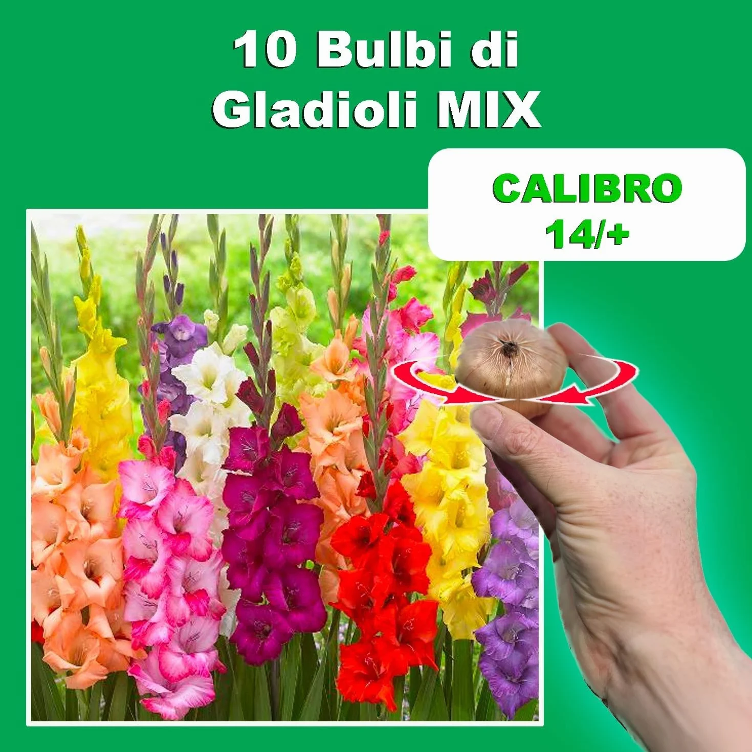 Gladiolos MIX Bulbos de Flores Holandeses Selección Calidad Floración Garantizada