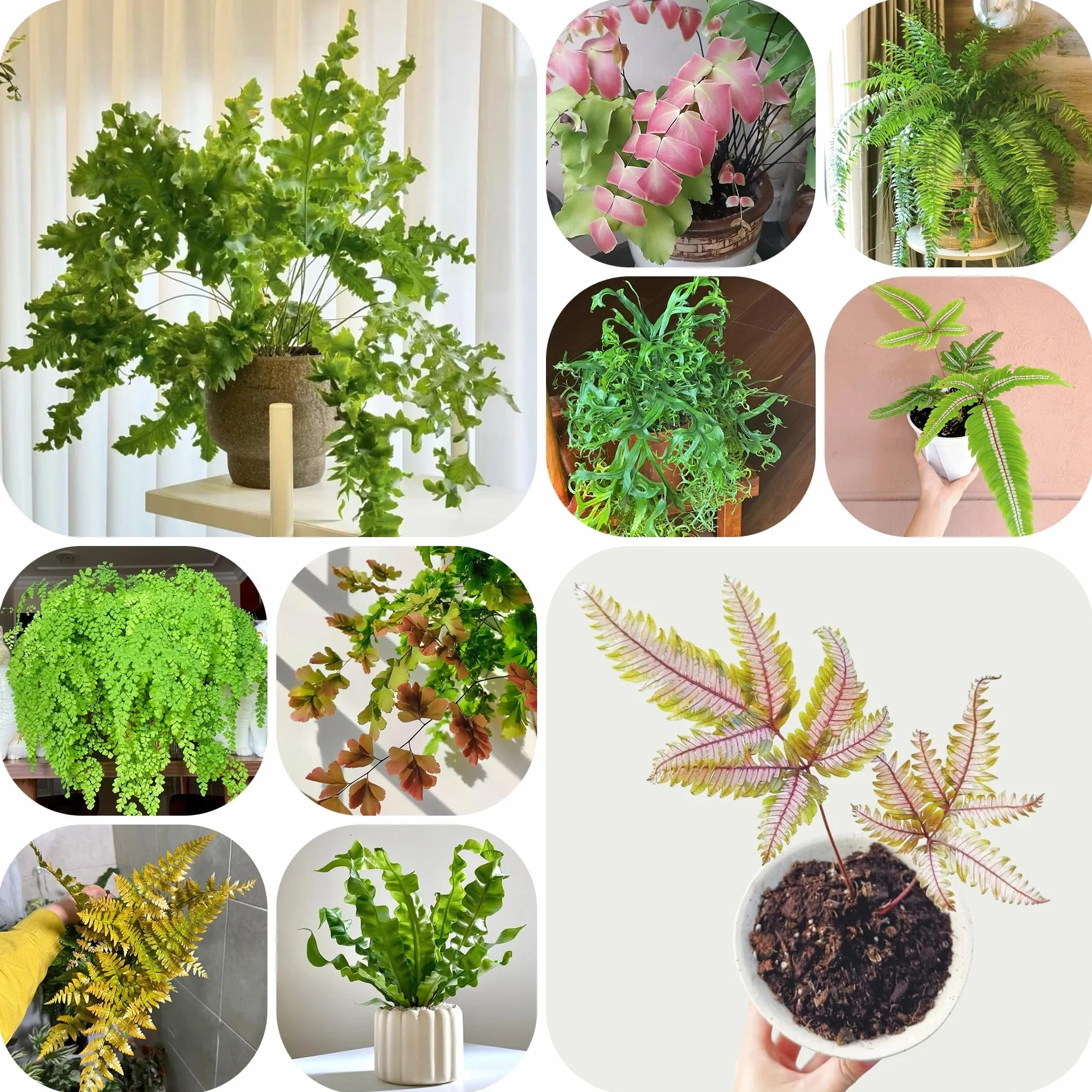 Helechos Resistentes Semillas 300pcs para Jardín