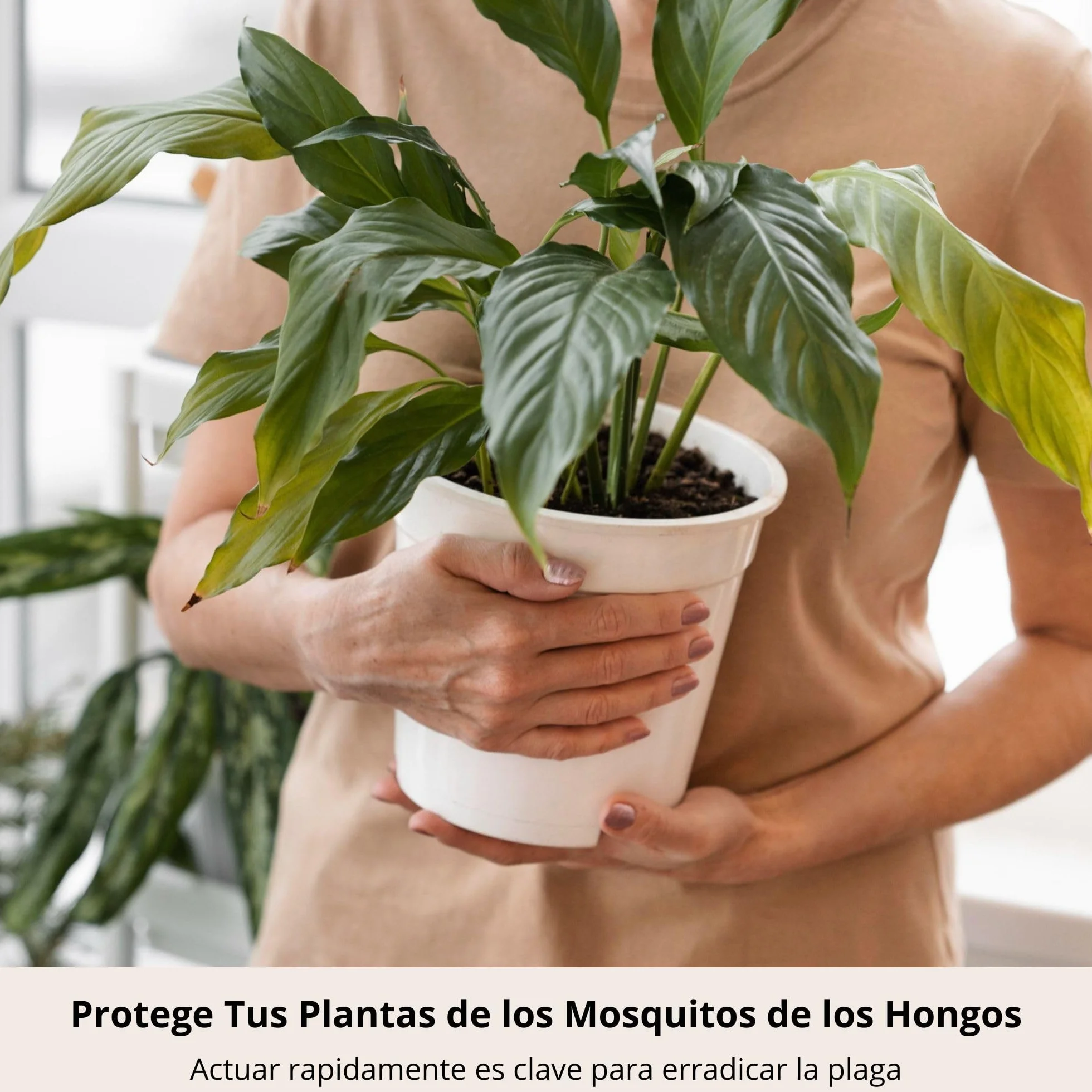 Nematodos contra Mosca del Sustrato, Mosquitos Plantas Interior, 3 Millones + 10 Trampas Amarillas