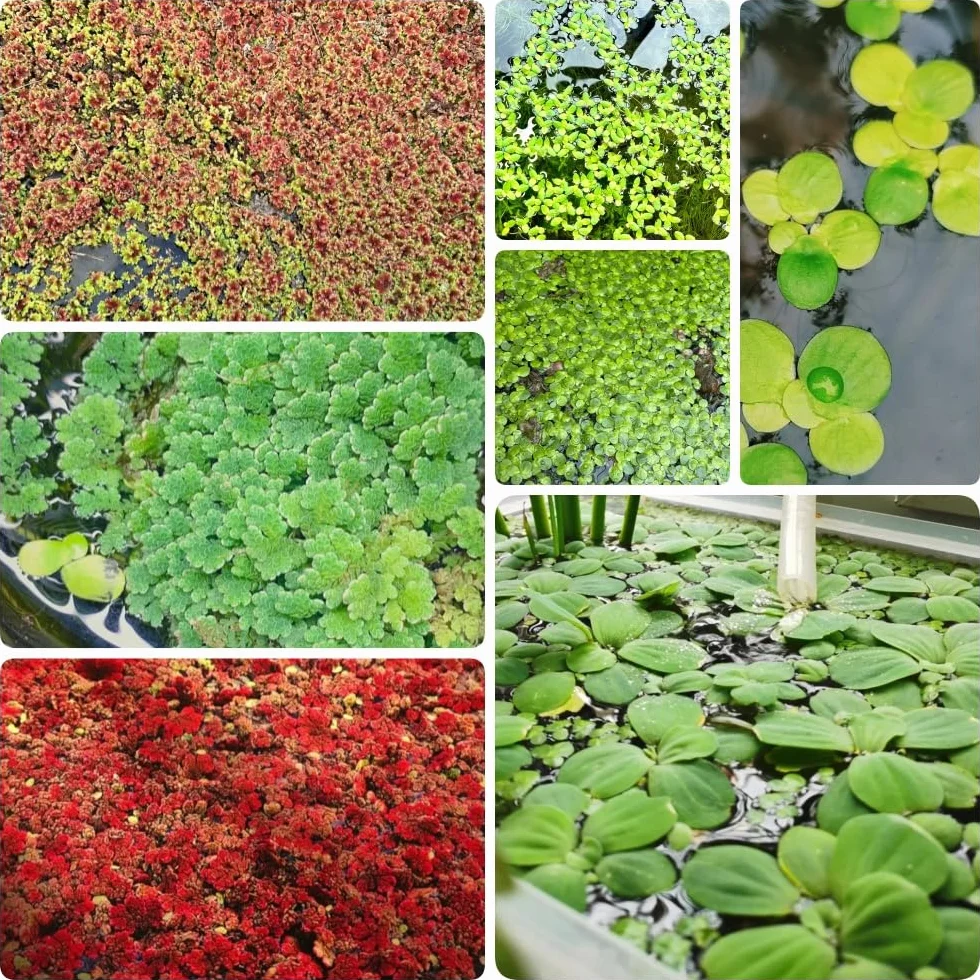 Semillas de lenteja de agua para estanques 500pcs acuáticas variedades antiguas sostenible
