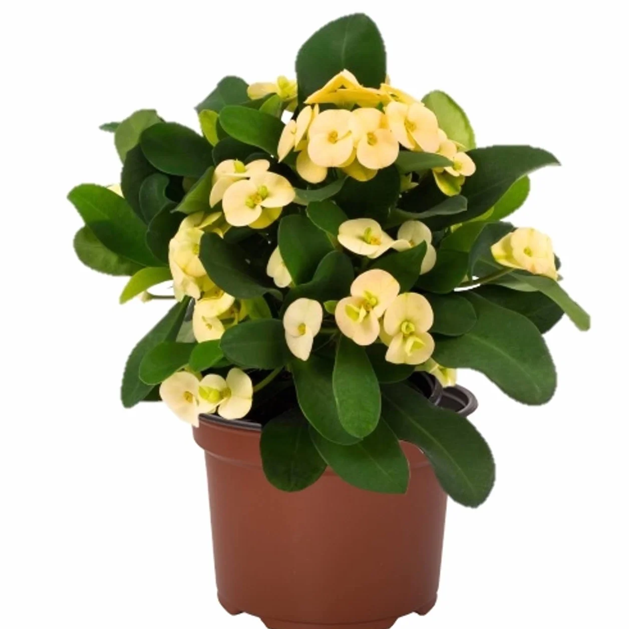 Euphorbia Milii Corona de Cristo Amarillo Planta Natural