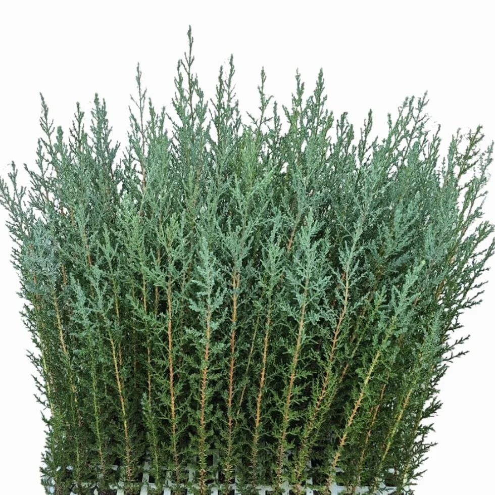 Ciprés Sempervirens 100 Uds (20-40 cm) Planta para Seto Mediterráneo Rápido Crecimiento