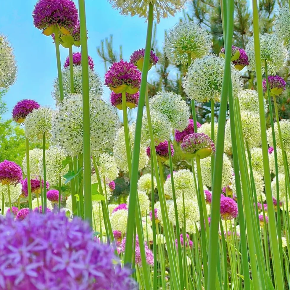 Allium giganteum cebollas ornamentales 5pcs para jardín interior exterior balcón