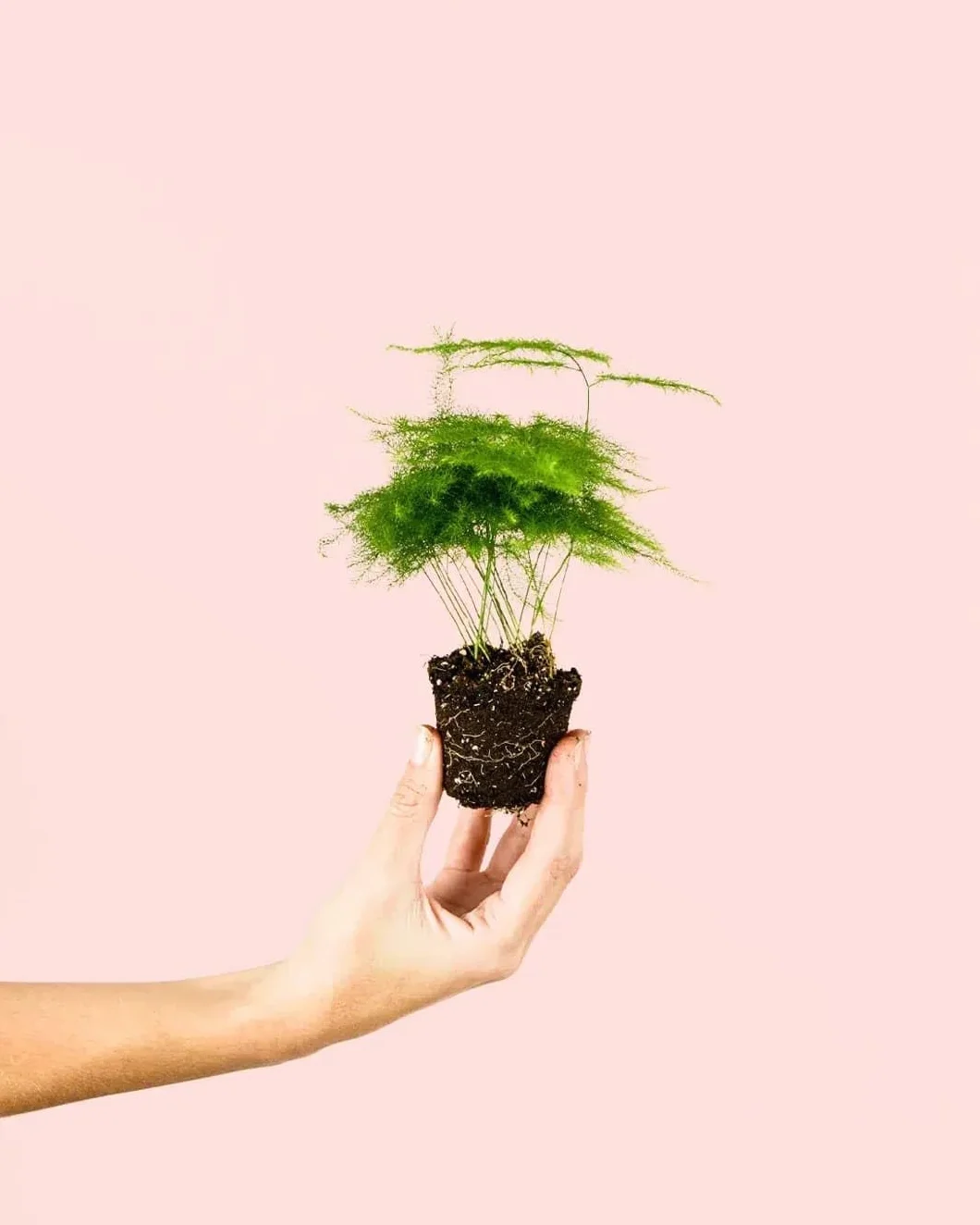 Planta Natural Asparagus Plumosus Mini Ø5 cm Purificadora Interior Resistente