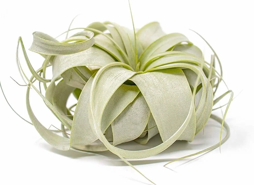 Tillandsia Xerographica Planta Natural Viva Aérea Grande