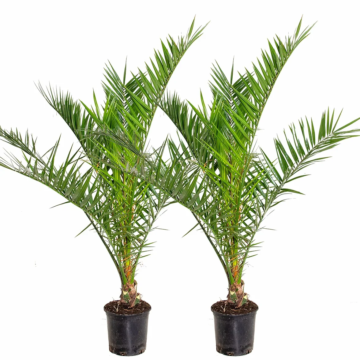 Bloomique Set de 2 Phoenix canariensis Palmera datilera canaria Altura 80-100 cm Maceta 19 cm
