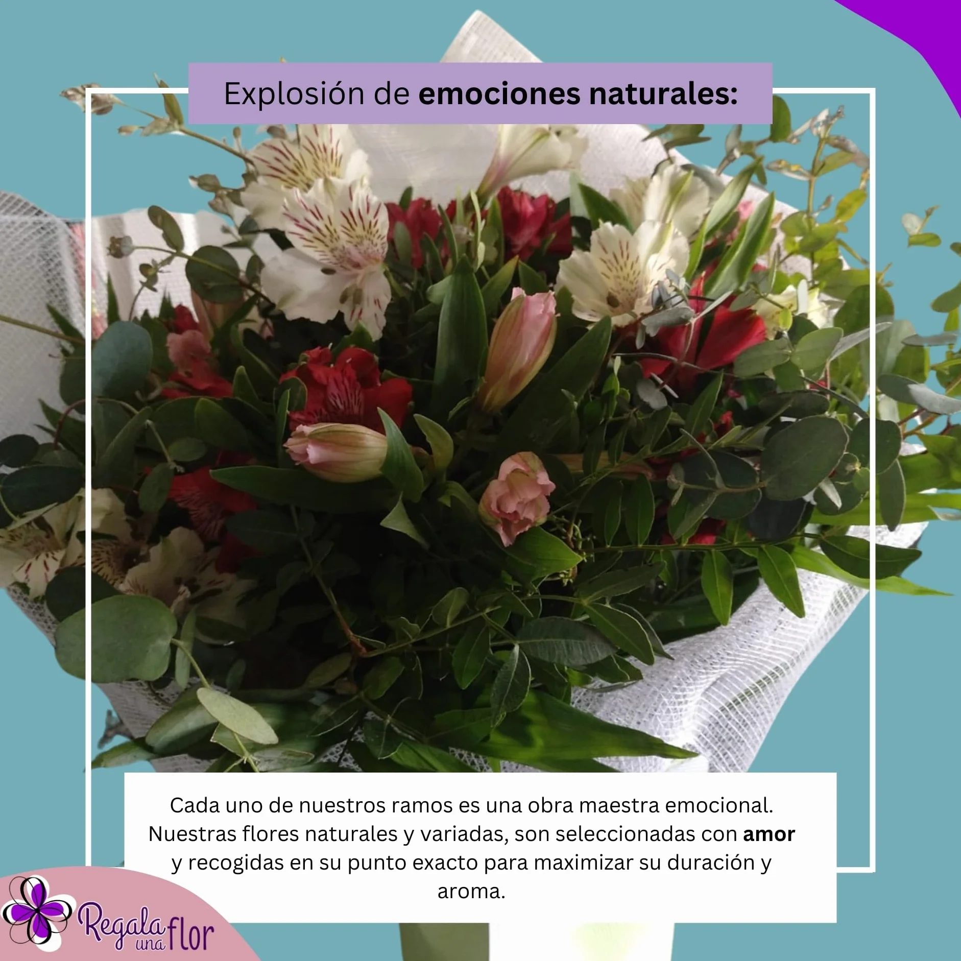 Alstroemeria variada Ramo de flores naturales a domicilio Entrega 24 horas