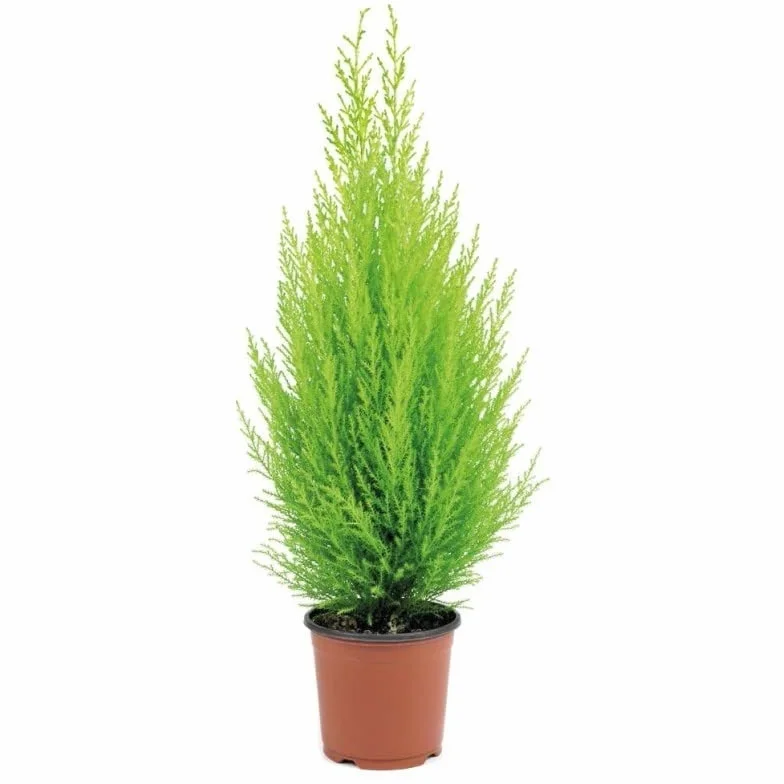 Ciprés Goldcrest Árbol Natural para Terraza y Jardín