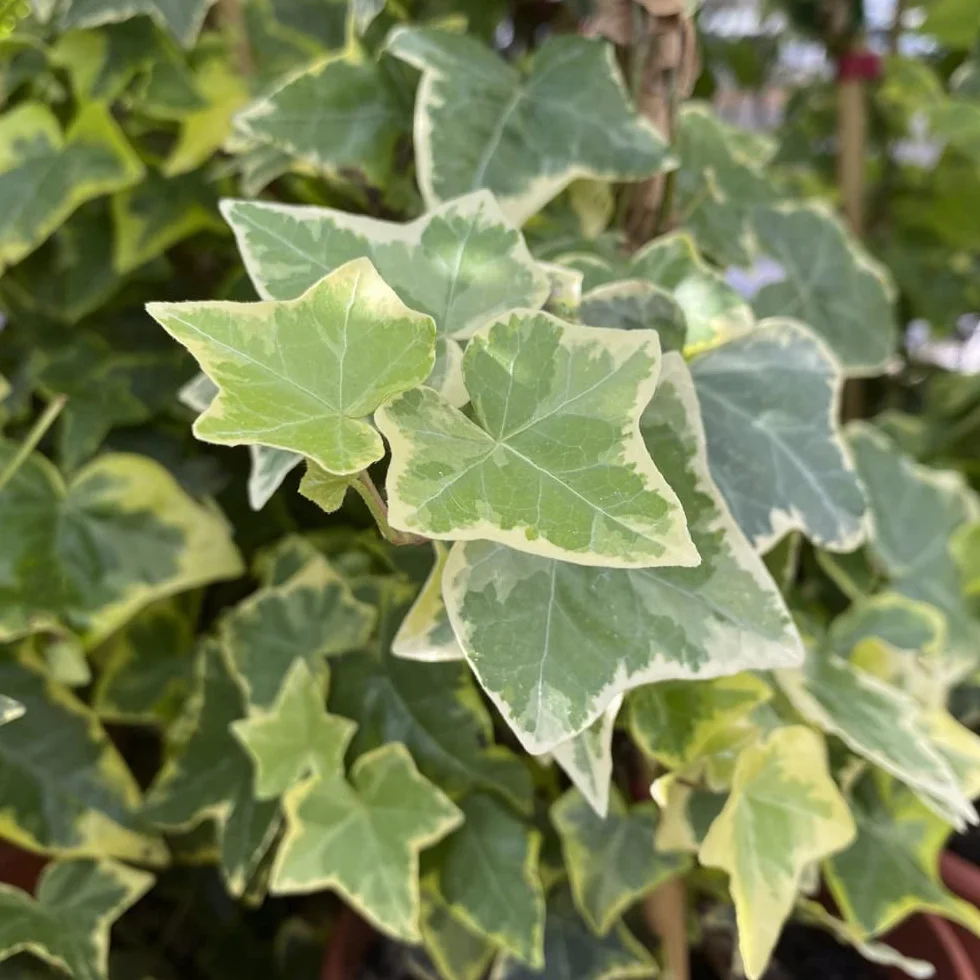 Verdecora Hiedra con Tutor maceta Ø15 cm Planta Natural Trepadora Interior Exterior