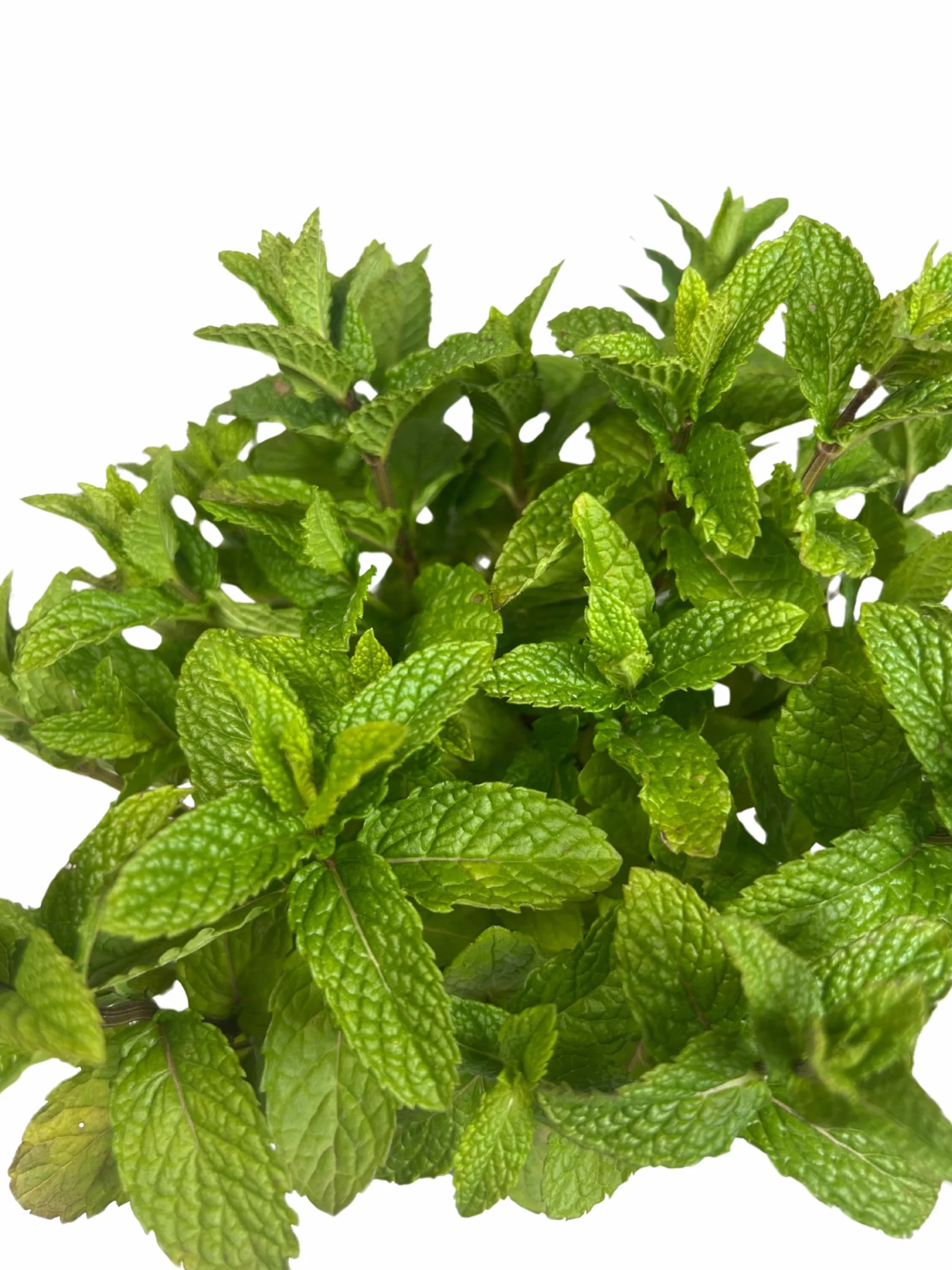Hierbabuena Planta Natural Exterior Maceta 14 cm Planta Aromática Culinario