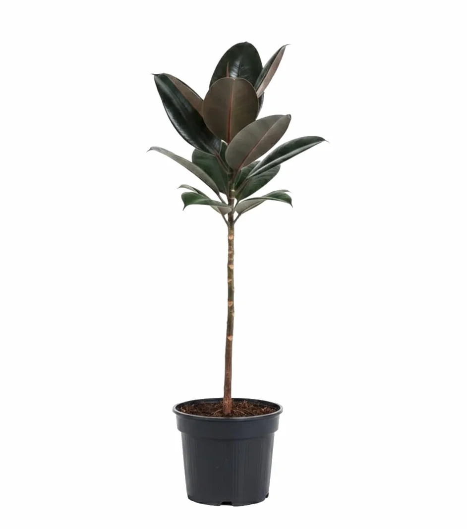 DECOALIVE Ficus Elastica Abidjan Gomero Abidjan de Interior en Maceta 17 cm Altura 55 cm para Ambientes Naturales