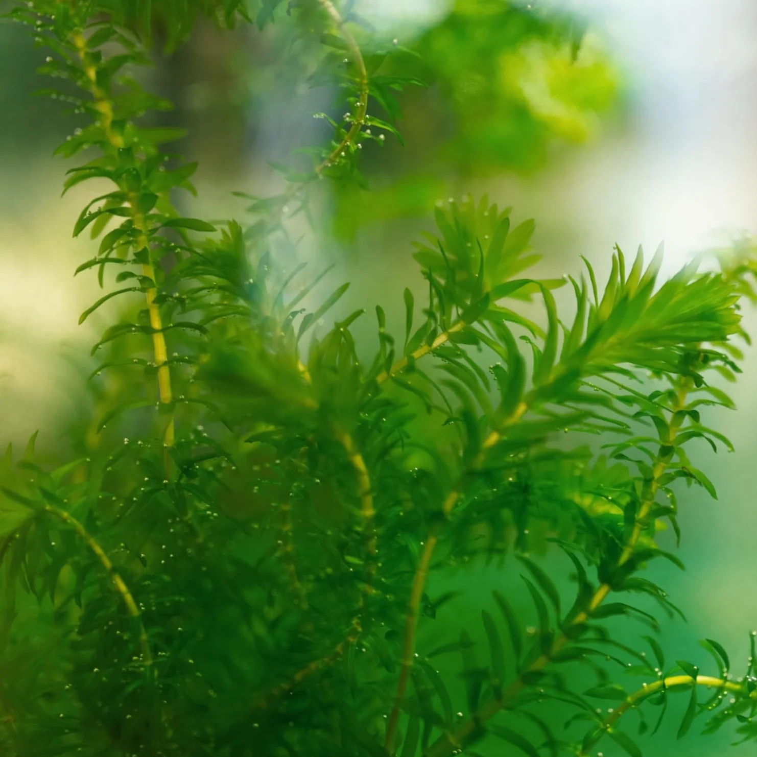Elodea Densa Pack de 5 Planta Oxigenante para Estanque y Acuario Resistente Agua Limpia