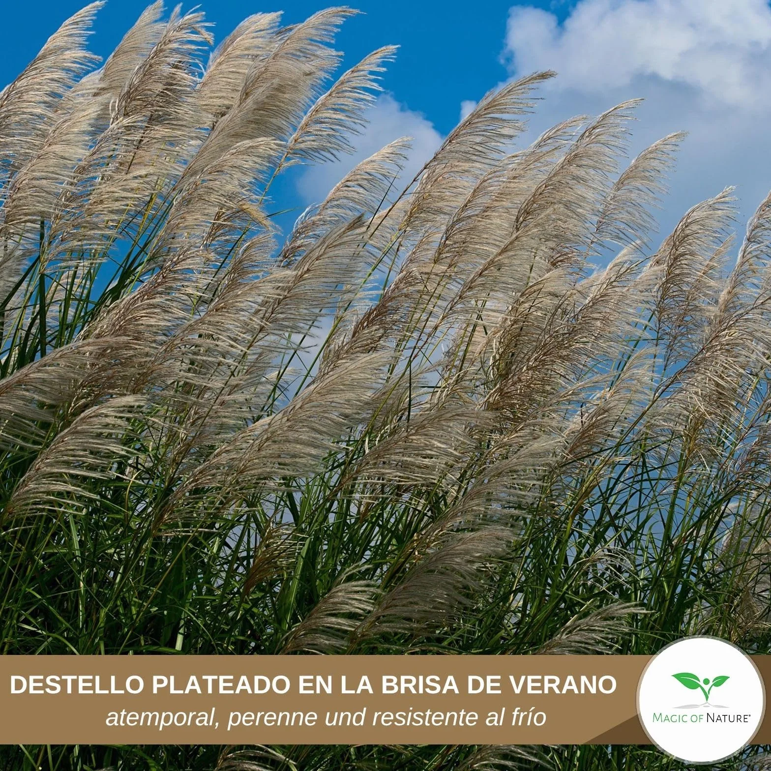 Miscanthus Gigante Semillas - Sinensis Pluma de Plata - Gramínea para Ocultación y Jardín - Aprox. 100 ud