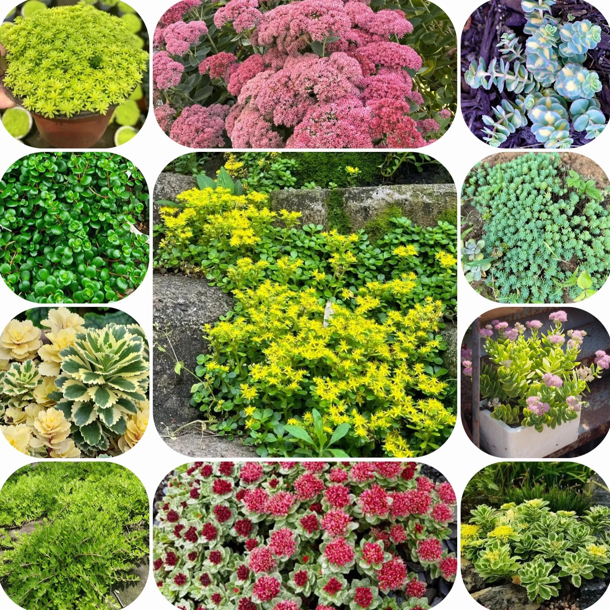 Semillas de Sedum para Techos Verdes, Cubierta Perenne Resistente 50pcs