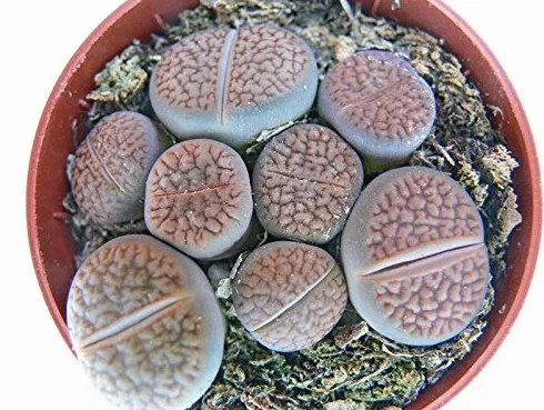 Lithops Living Stone several plants in 8,5 cm pot