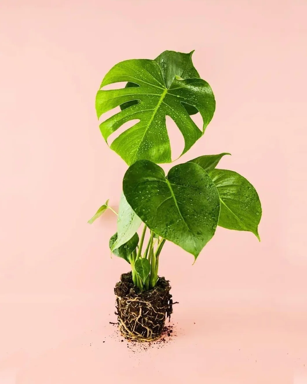 Monstera deliciosa Planta natural interior Maceta Ø12 cm Costilla de Adán