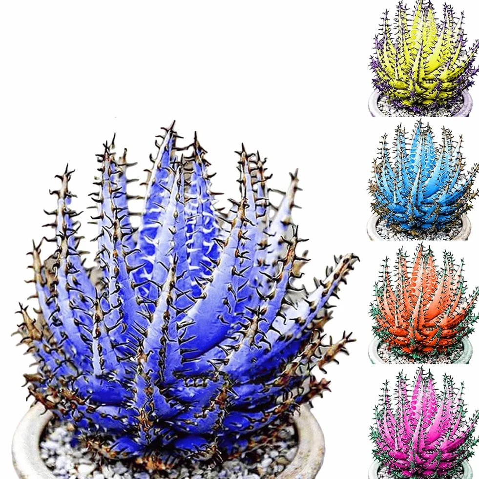 Aloe Vera semillas rosa roja 100 piezas suculentas hierbas Bonsai plantas jardín decoración