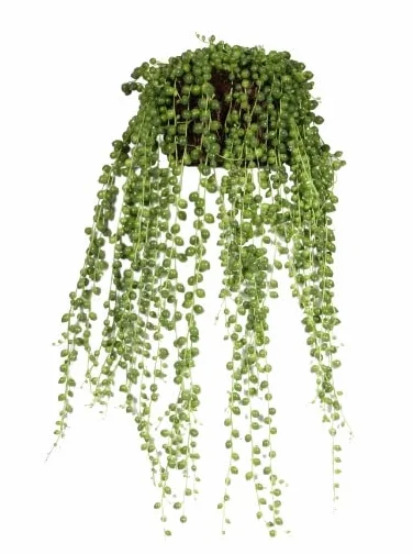 Senecio Rowleyanus DECOALIVE Bolitas Colgantes Planta de Interior Natural