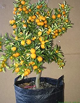 Meiwa Kumquat 1180-A 5 Semillas Dulce Fragante Orgánico
