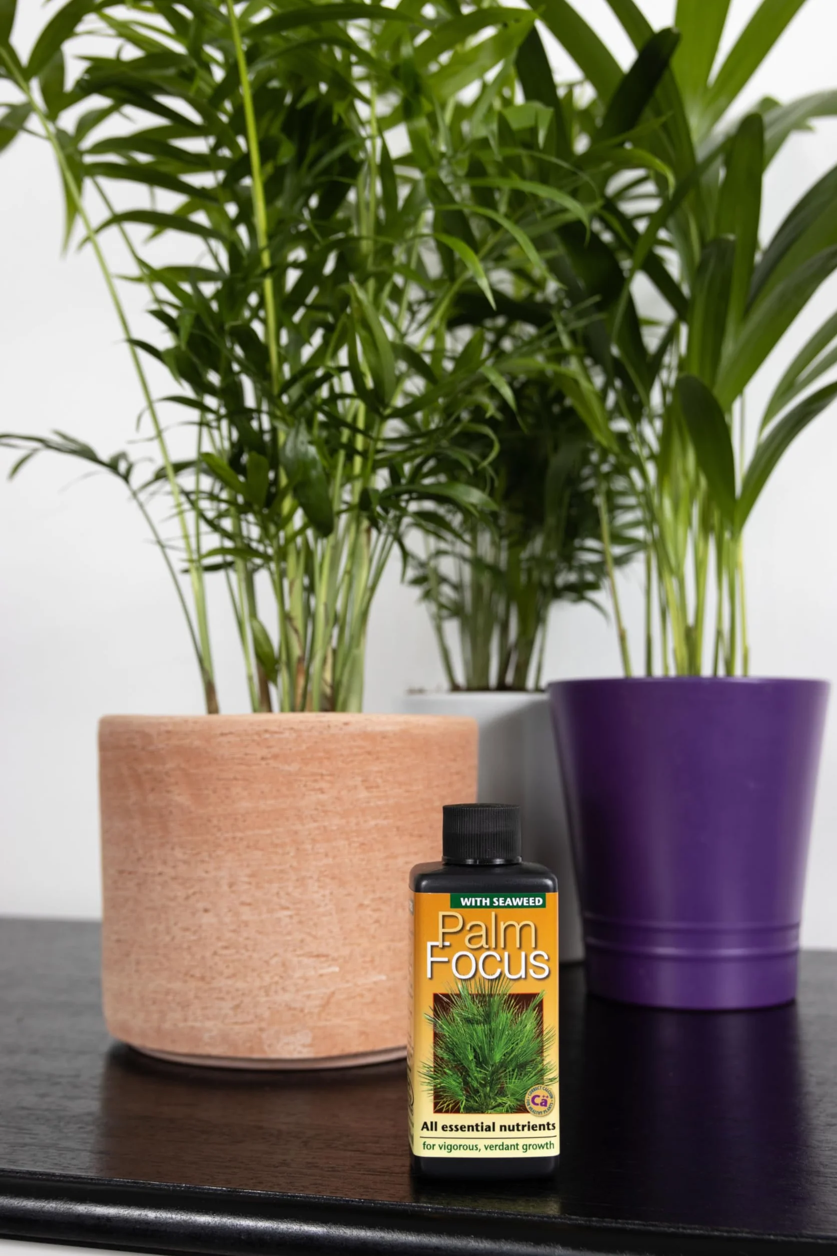 Growth Technology Palm Focus Fertilizante líquido concentrado 100 ml