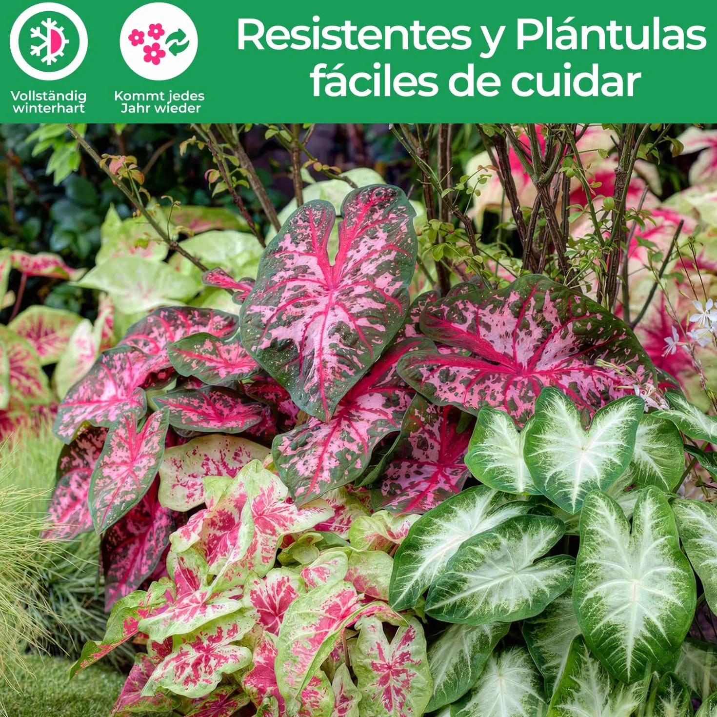 Caladium Colección 3 Plantas Naturales Exterior Holanda Resistentes Decoracion Jardin Macetas Balcon