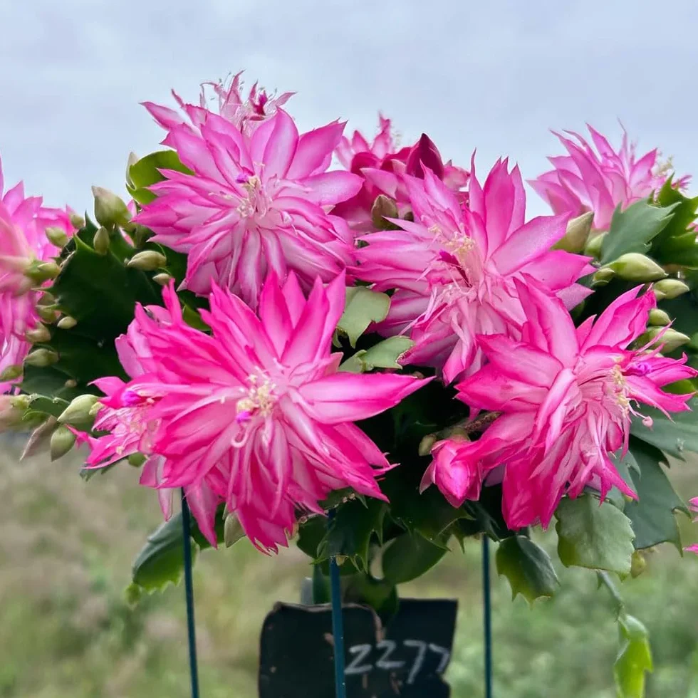 Cactus de Navidad Schlumbergera semillas 65 semillas en macetas decoración rara otoño resistentes