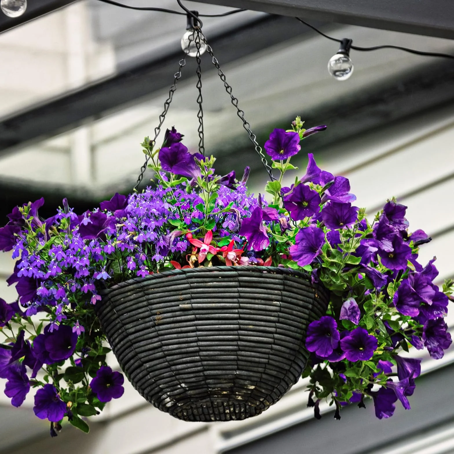 Cadena para Colgar Plantas 50 cm con Ganchos, Cadena Metálica para Macetas, Cestas, Campanillas de Viento, Casitas para Pájaros