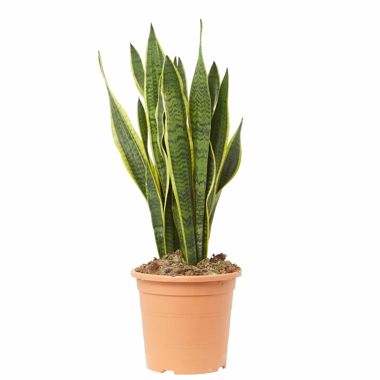 Sansevieria Lengua de Suegra Variegada Ø15 cm Planta Interior Purificadora 30cm