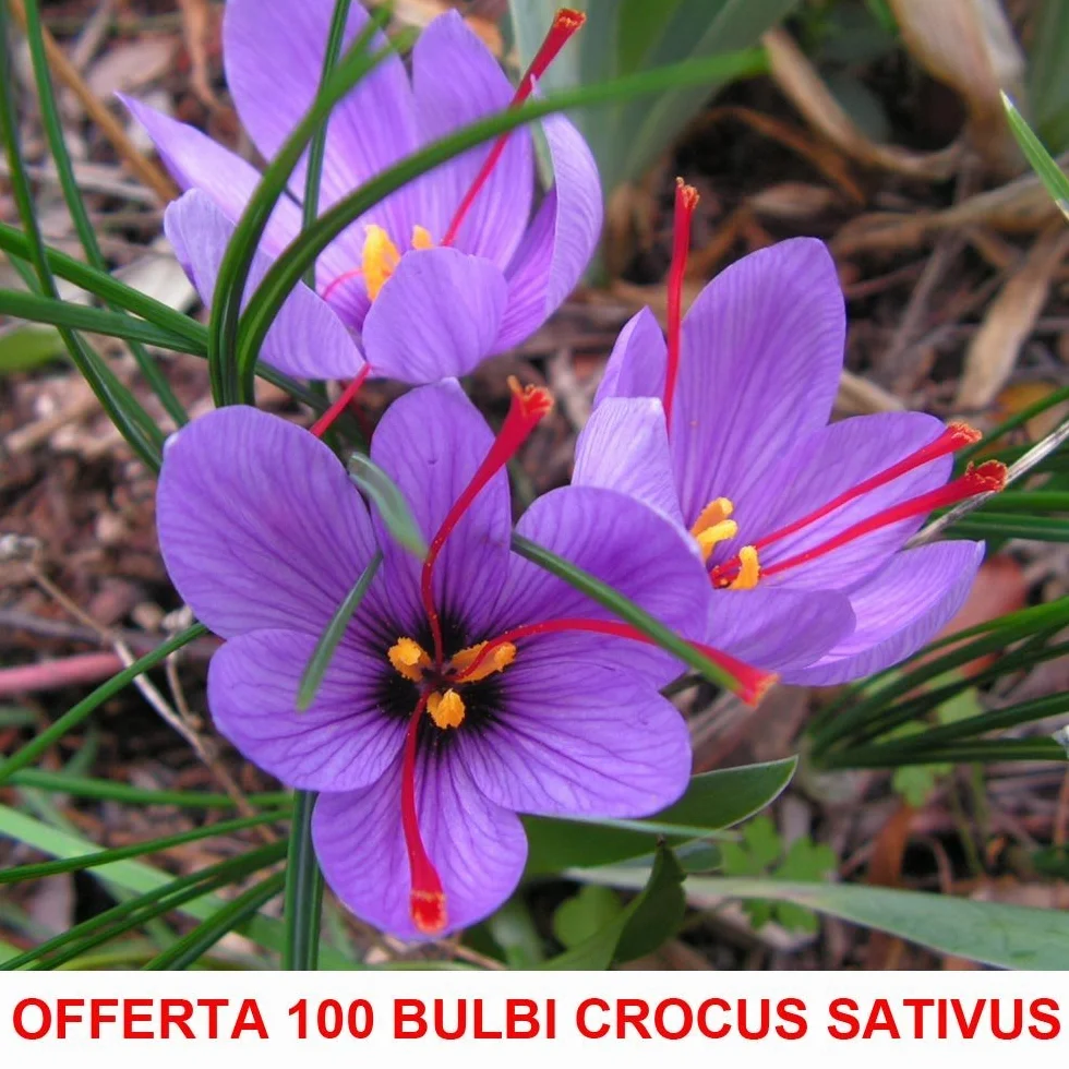 Crocus Sativus de Azafrán 100 Bulbos