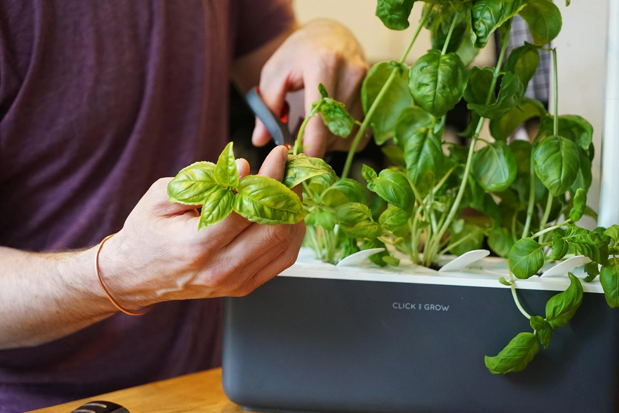 Click & Grow Recambio Cápsulas de Cultivo de Albahaca, Kit de 3 Unidades