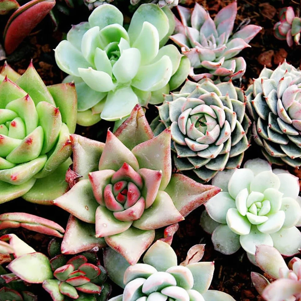 Planta RARA Mixta Lithops Semillas Suculentas 100 Unids Jardín Exótico Decoración