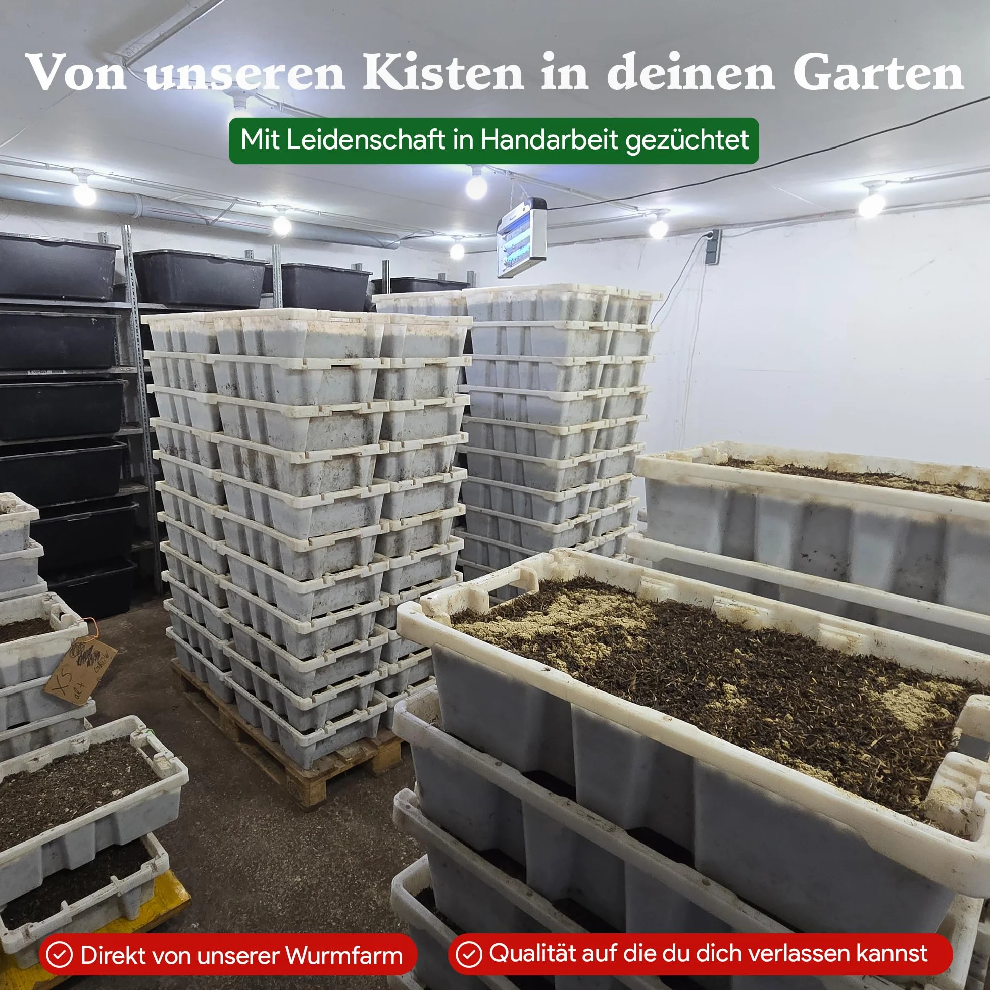 Eisenia Mix 0,5 kg gusanos de compostaje (500 unidades) lombrices vivas para compost jardín