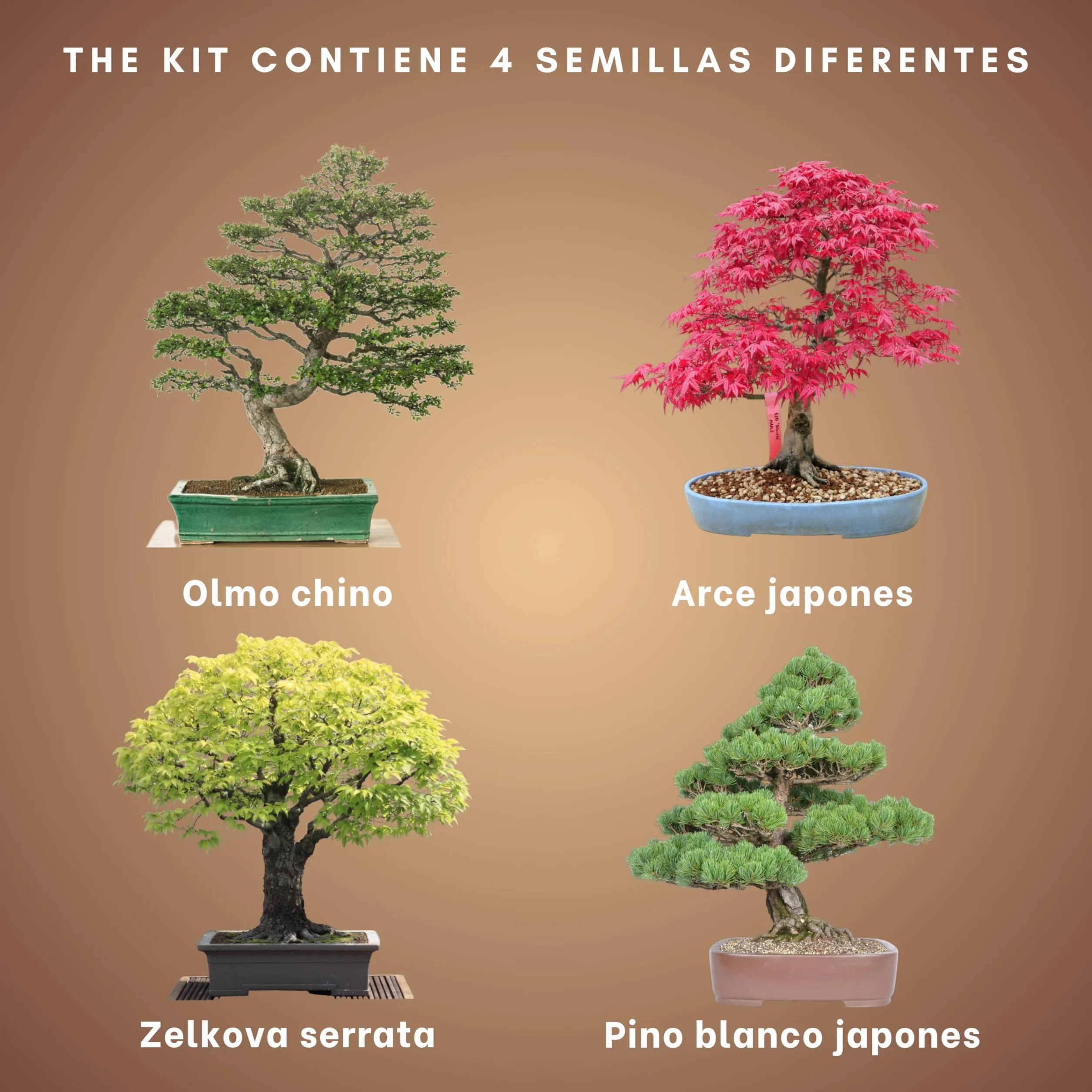 Kit Bonsai para Principiantes - Semillas y Herramientas para Cultivar Plantas Bonsai Naturales