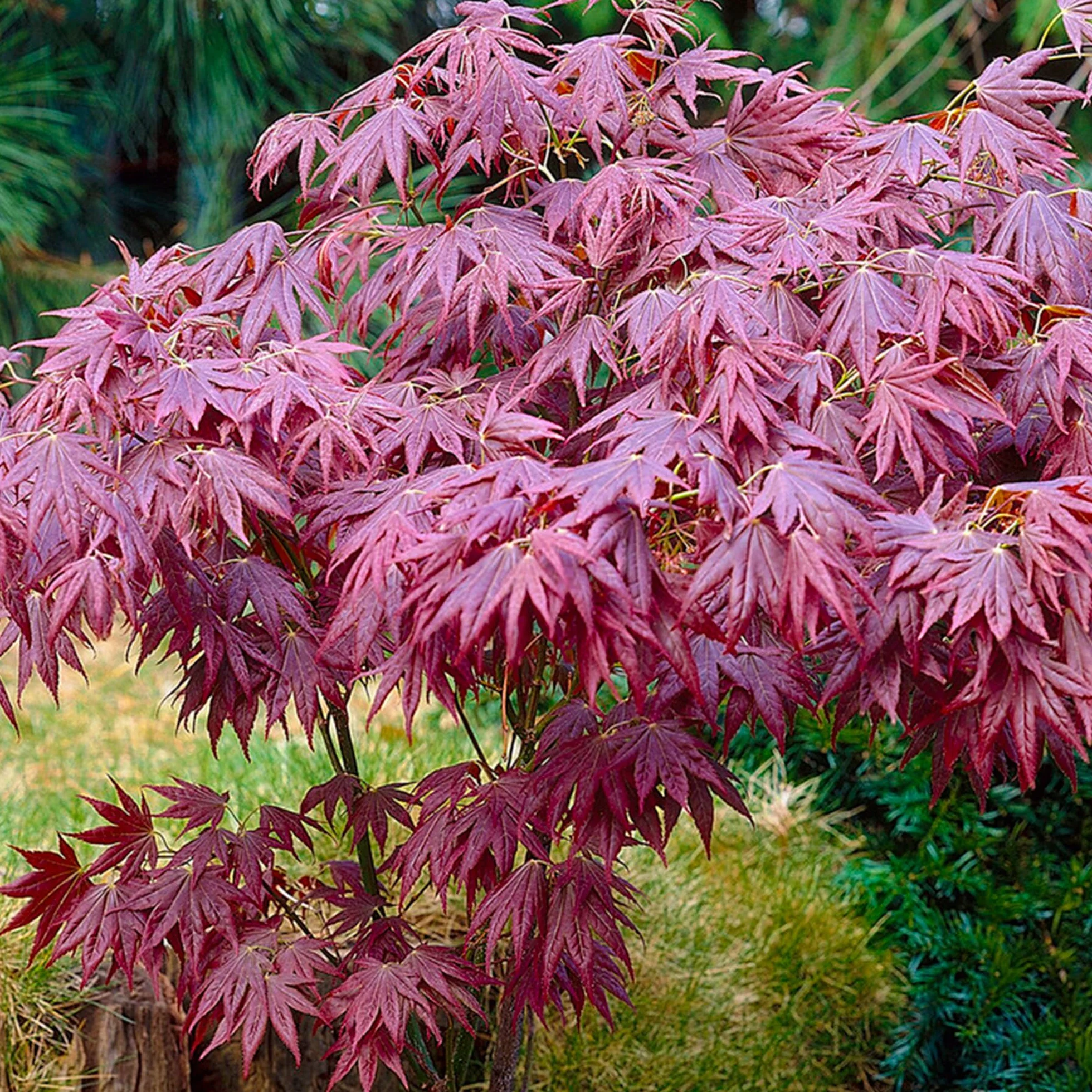 Acer 'Atropurpureum' Klon japoński purpurowy w donicy do ogrodu